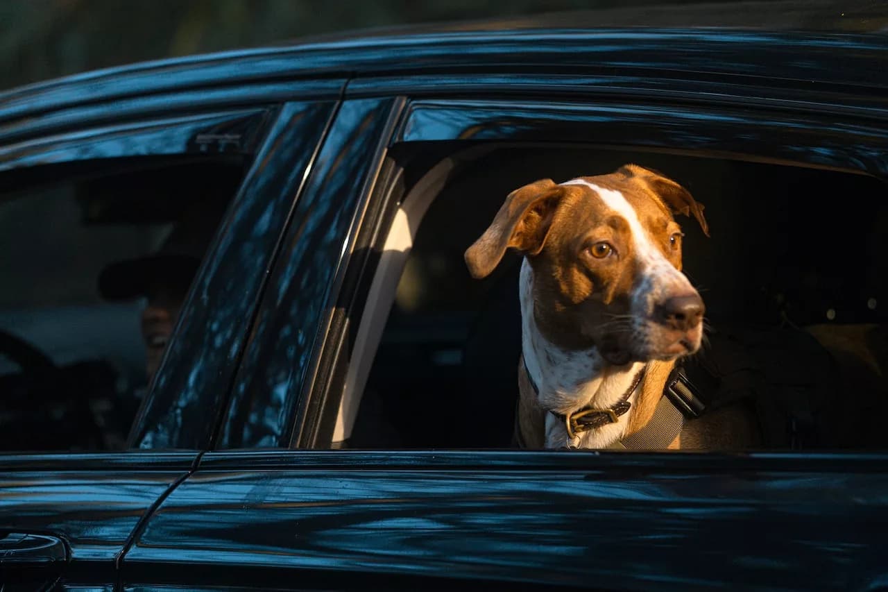 A Comprehensive Guide to Stress-Free Travel with Your Pets