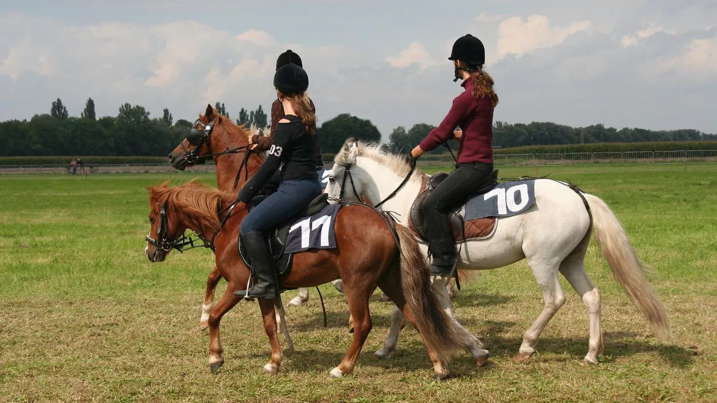 Discover Woodgate Valley Hole Farm Trekking Centre with AJ Travel: Your Journey, Our Drive